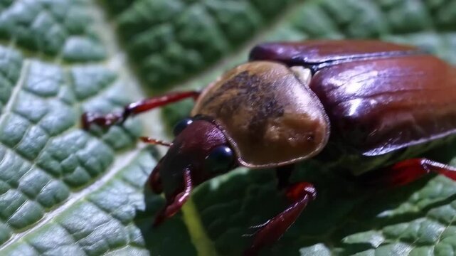 A large beetle is resting on a green leaf. The beetle's body displays distinct colors and intricate textures, making the leaf a vibrant backdrop for the beetle.