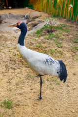 Obraz premium Black-necked crane (Latin Grus nigricollis) standing on one leg against a background of green grass. Birds, ornithology, ecology.