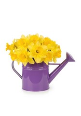 Vibrant yellow flowers in a purple watering can