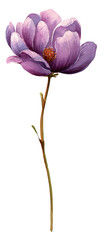 A watercolor-style floral illustration of a purple flower on a brown stem against a black background