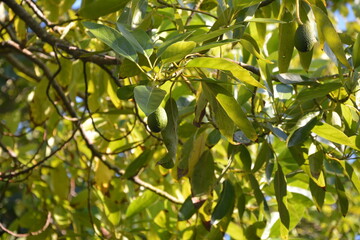 Frucht einer Avocado am Baum 