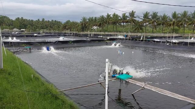 Sustainable Shrimp Farm Management