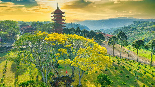 A yellow poinciana tree blooms brilliantly next to a temple with a sunset backdrop. The tree is native to Brazil and also grows in Bao Loc, Vietnam.