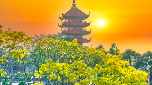 A yellow poinciana tree blooms brilliantly next to a temple with a sunset backdrop. The tree is native to Brazil and also grows in Bao Loc, Vietnam.