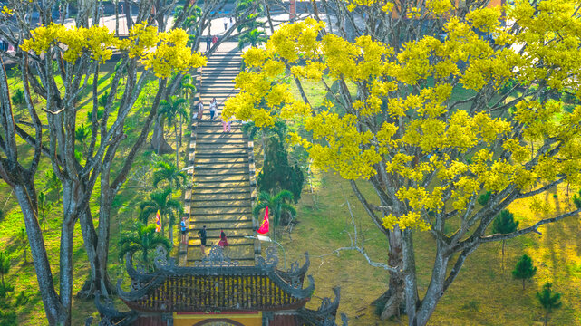 A yellow poinciana tree blooms brilliantly next to a temple. The tree is native to Brazil and also grows in Bao Loc, Vietnam