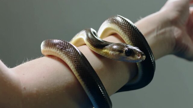 Cinematic close-up video of a snake wrapped around a human arm under soft studio lighting. Detailed reptile skin texture and calm movement create a natural wildlife and exotic pet concept