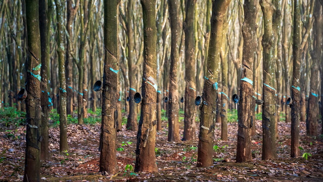 Rubber tree plantation with latex tapping cups attached to tree trunks in Vietnam. Agricultural landscape showing rubber harvesting process in an organized forest plantation.