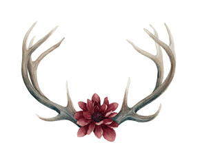 Naklejka premium Watercolor painting of antlers and a burgundy flower