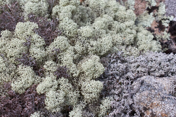 Obraz premium Close up view of reindeer lichen on a rock. Detailed natural texture for eco friendly design or background pattern