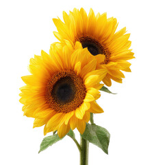 Obraz premium Two vibrant sunflowers in full bloom, angled, with dark centers, against a black background