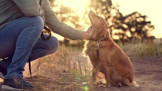 Caring man shakes cocker spaniel dog paw sitting on dirty park road man owner trains cocker spaniel dog in summer park man strokes and takes paw of purebred dog companion in sunset field closeup