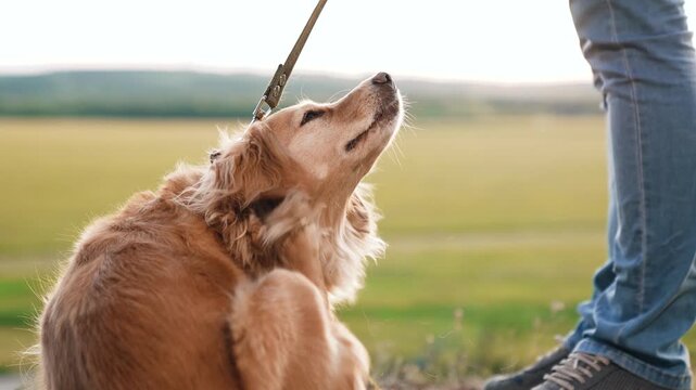 Fluffy cocker spaniel dog scratches side by paw and cleans belly sitting near owner feet in green field man walks cute dog in wild park funny spaniel dog with owner in rural park on vacation closeup