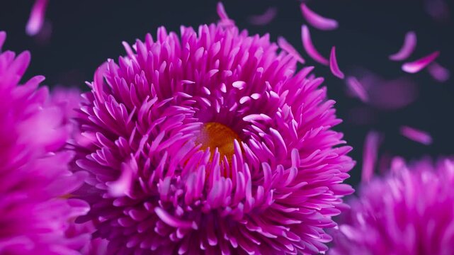 Seamless 3D loop of pink aster flowers moving gently in the breeze while drifting petals create a serene, colorful botanical atmosphere.