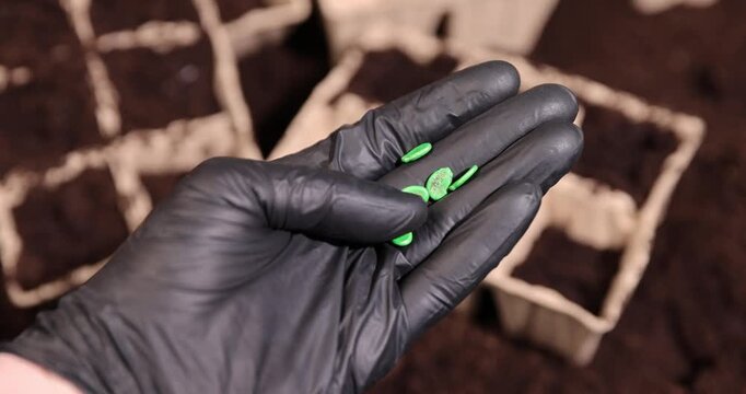 watermelon seeds and earth-filled cardboard pots for seedlings with fertile brown soil, green processed watermelon seeds and paper disposable cups for seedlings filled with soil
