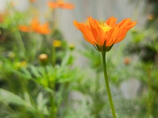 Fototapeta premium red poppy flower
