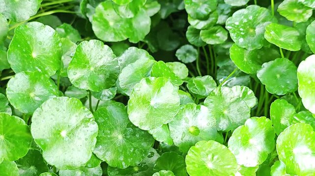 Fresh green gotu kola leaves glisten with water droplets after the rain.