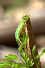 Fototapeta premium A chameleon is trying to climb a tree trunk.