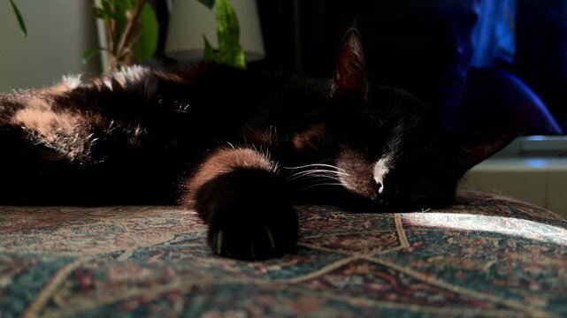 Peaceful black cat sleeping soundly on a cozy, patterned sofa in the sunlight. This serene close-up captures a moment of domestic relaxation and comfort