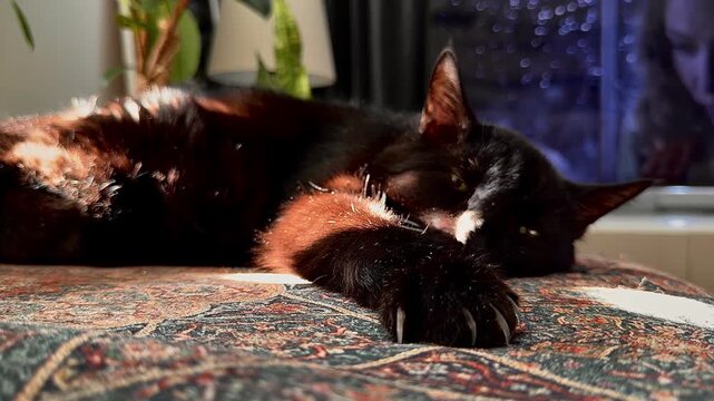 Peaceful black cat sleeping soundly on a cozy, patterned sofa in the sunlight. This serene close-up captures a moment of domestic relaxation and comfort