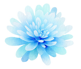 Obraz premium Watercolor illustration of a fluffy, multi-layered, ice-blue flower against a black backdrop