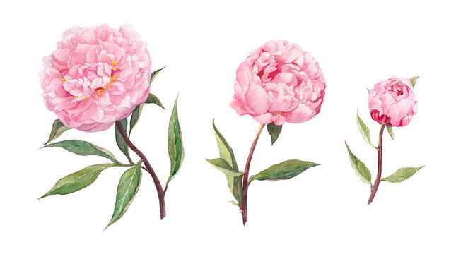 Watercolor pink peony flowers with stems and leaves, hand painted botanical illustrations isolated on white background for wedding stationery, floral design and romantic decor.