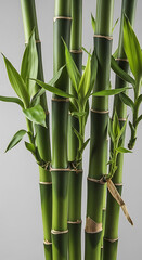 Obraz premium Bamboo Stems with Green Leaves.