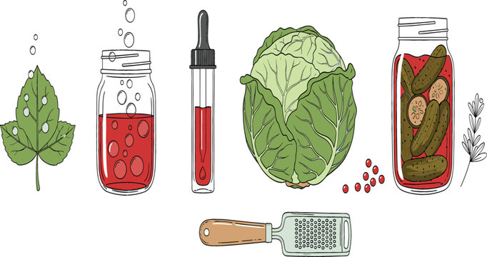 Hand drawn vector illustration set of fermentation and pickling elements including cabbage, pickles, glass jars, grater, and probiotic food preservation icons.