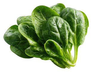 Obraz premium Fresh Spinach Leaves with Water Droplets on Stems Isolated on Transparent Background