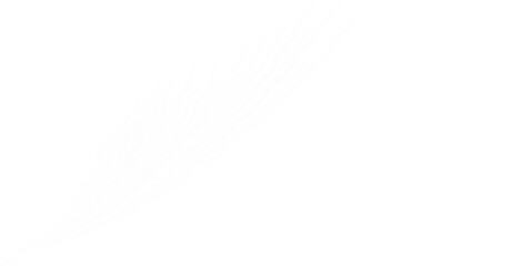 A detailed illustration of a white flower with delicate petals and a vibrant center, isolated on transparent background