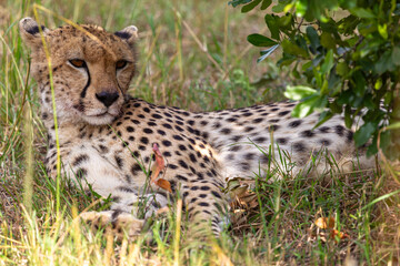 Fototapeta premium A cheetah rests in the shade of bushes. Masai Mara, Kenya, Africa