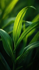 Obraz premium Close up view of lush green leaves with natural light reflection