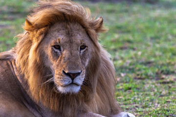 Rest on the grass. Masai Mara. Kenya, Africa