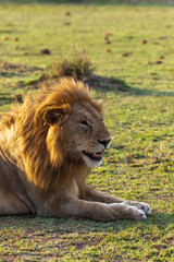 Obraz premium Rest on the grass. Masai Mara. Kenya, Africa
