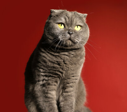 Cat on red background. Animal. Valentines day. Cat. Photo. Winter day. Background. 