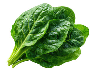 Fototapeta premium Fresh Spinach Leaves Stacked with Water Droplets on Stems Isolated on transparent background