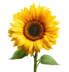Obraz premium Sunflower bloom with green stem and leaves isolated on transparent background