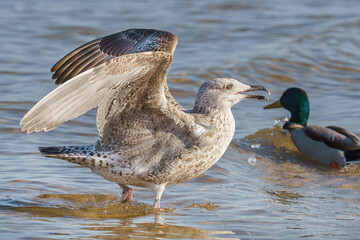 Flatternde Silberm&ouml;we und Stockente am Ostseestrand