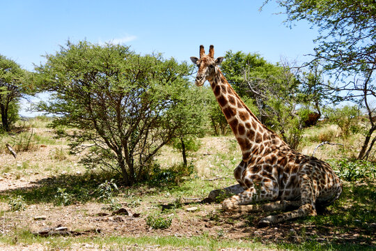 Giraffe im Buschland bei Windhoek, Namibia