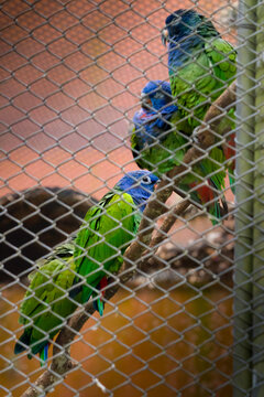 Maximilian's Pionus Parrots Perched Behind Wire Mesh in Aviary