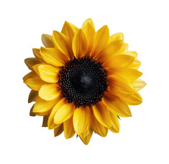Fototapeta premium A vibrant, close-up view of a sunflower with deep brown center and yellow petals