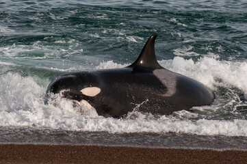 Killer Whale, Orcinus Orca, hunting a sea lions , Chubut Province, Peninsula Valdes, Patagonia Argentina.