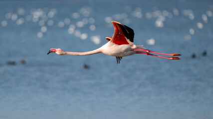 Greater flamingo (Phoenicopterus roseus) flying over a lagoon at Valle Canal Novo nature reserve, Marano Lagunare, Friuli Venezia Giulia, Udine, Italy. © Marco