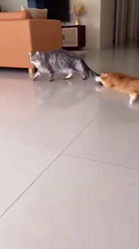 Amusing moment captures a long orange tabby cat stretching out dramatically on a slick tile floor while a fluffy gray cat walks past indoors during playtime.