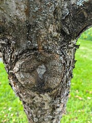 Obraz premium Birch tree trunk with a cut knot after overgrowth.