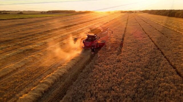 Aerial view of a combine harvester reaping wheat, creating trails in a field during harvest