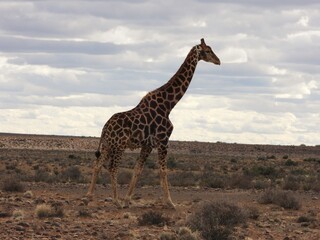 Obraz premium giraffe in africa