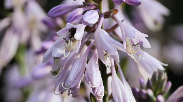Bumblebee collecting nectar from lavender hosta flowers in a summer garden