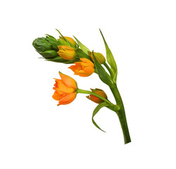 Part of beautiful sprig of Orange ornithogalum flowers and buds isolated on white or transparent...