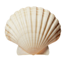 Large white scallop seashell ocean isolated on a transparent background