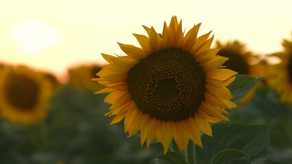 Obraz premium Sunflower at Sunset, Golden Sunflower Field, Summer Sunflower Bloom, Closeup of Sunflower, Evening Light, Sunny Flower in Nature,